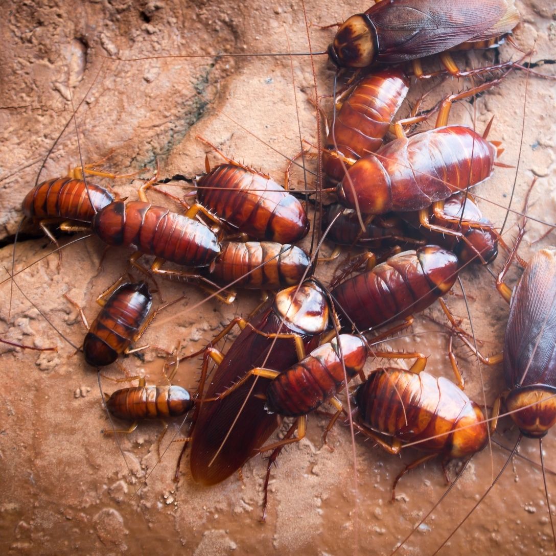 Barata doméstica (Blattodea) — praga controlada pela Truly Nolen em Mococa SP