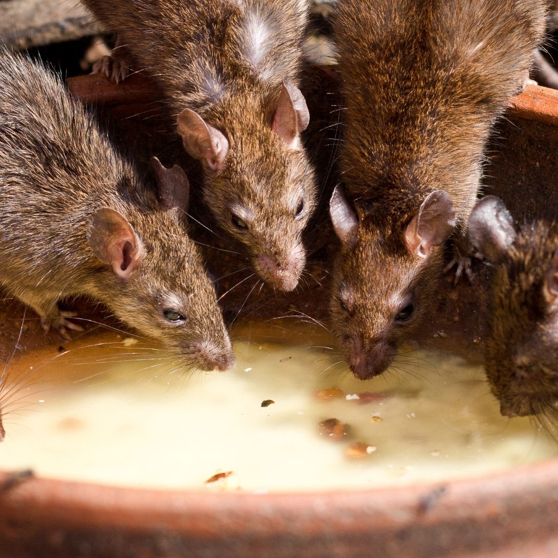 Rato e roedor doméstico — desratização e controle de roedores pela Truly Nolen em Mococa SP