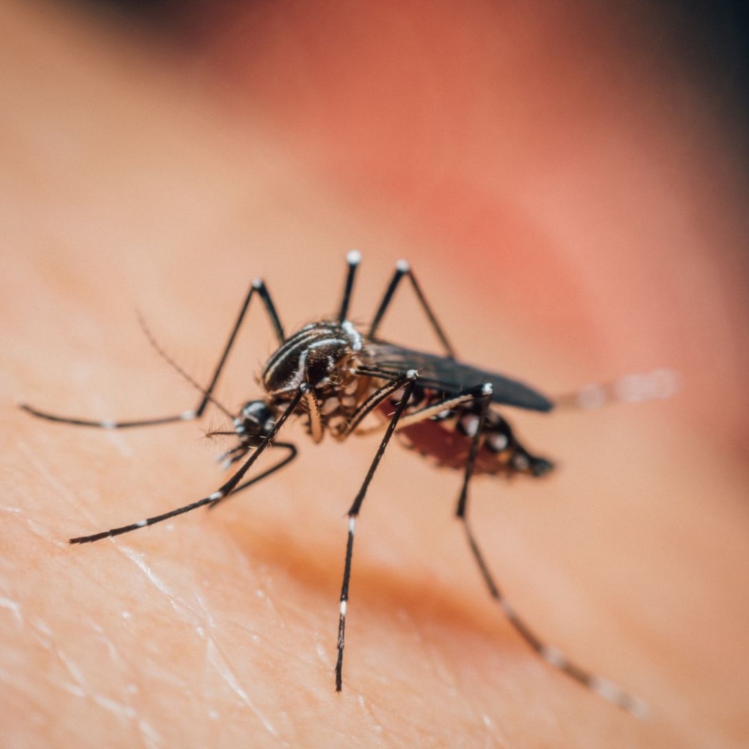 Mosquito Aedes aegypti — vetor de dengue, zika e chikungunya — controle em Mococa SP