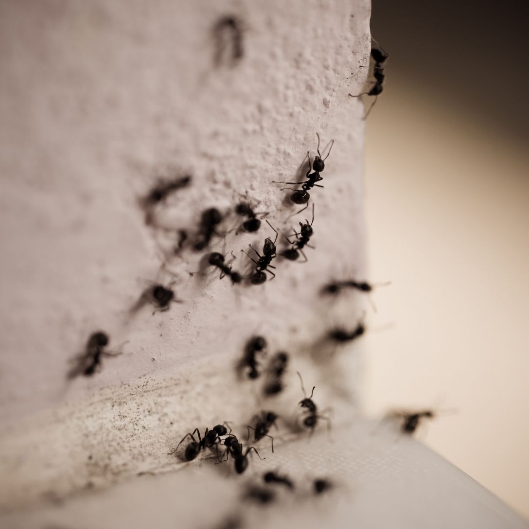 Colônia de formigas em casa — eliminação de formigas pela Truly Nolen em Mococa SP