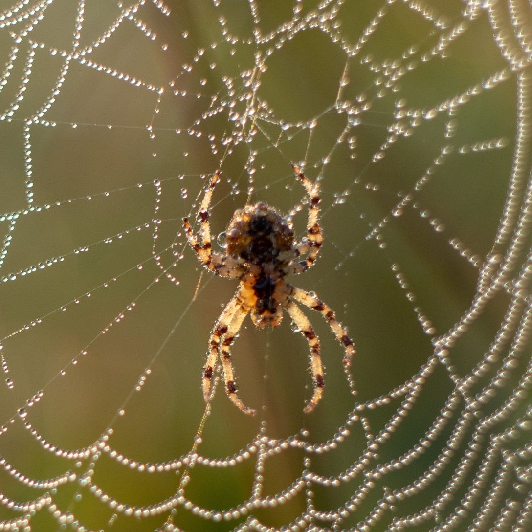 Aranha marrom e aranha caranguejeira — controle de aranhas peçonhentas em Mococa SP
