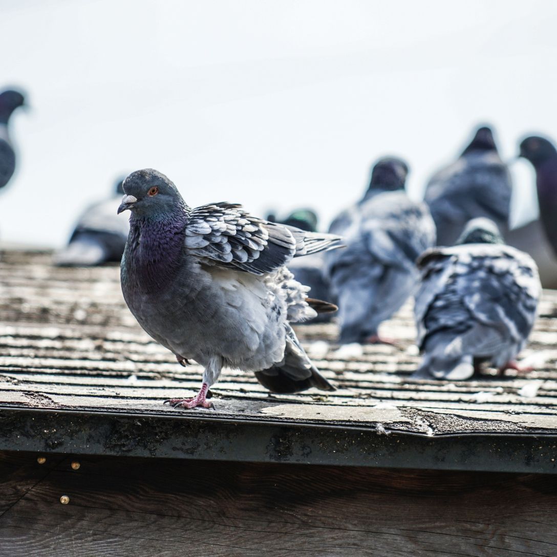 Pombos